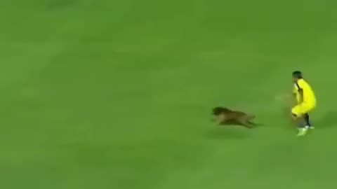 Wildlife World Cup- Animals Play Football animals vs humans