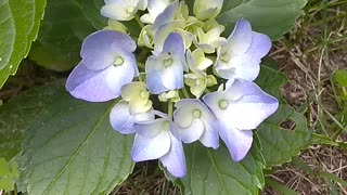 Hydrangea