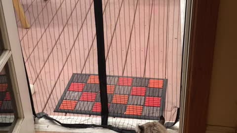 Dog and Cat Go Through Mesh Screen in Different Ways
