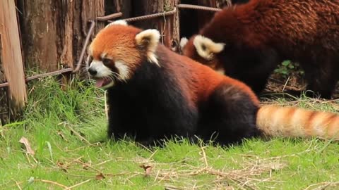 red pandas