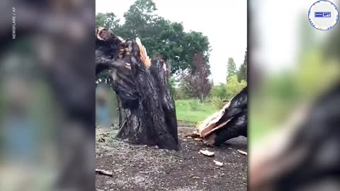Camera shows man narrowly avoiding getting crushed by falling tree