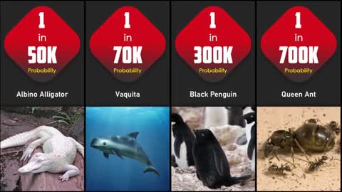 Probability Comparison | Extremely Rarest Animal In The World