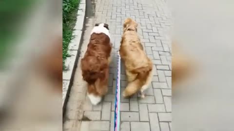 Funny video dog and cat