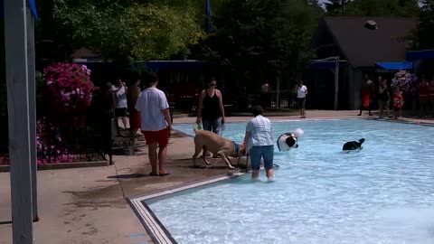 big dog goes to the bathroom in a baby pool not cool not one bit