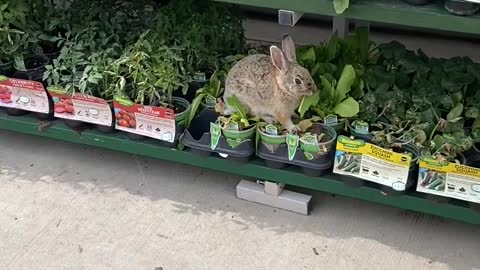 Rabbit Finds Dinner at Walmart