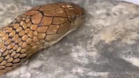 How does the king cobra drink ??