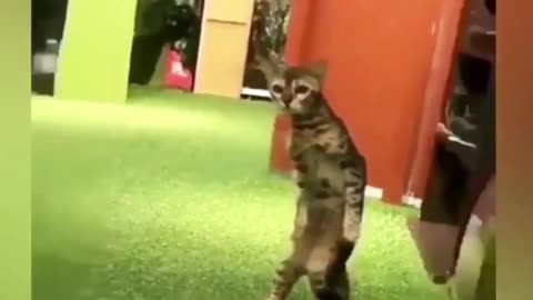 Hilarious Animal Antics: Unleashing the Funniest Cat Reactions and Pet Shenanigans!
