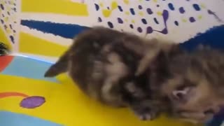 Sweet little kitty (Cute cats )