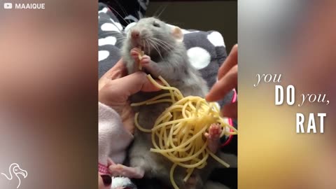 Rat Eats His Way Through Piles Of Spaghetti