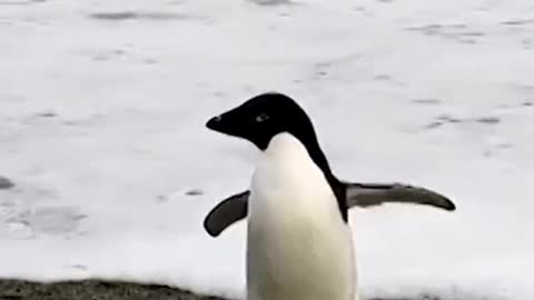 An Antarctic penguin ended up over 1,800 miles away from home on the coast of New Zealand