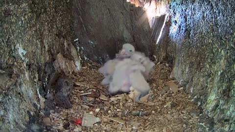 Kestrel Dad Learns to Care for Chicks After Mum Disappears-20