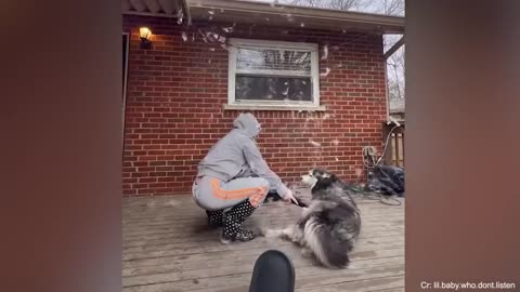 Funniest Moments Dog and their Human Make You Laugh So Hard! Cute Animal Show Love