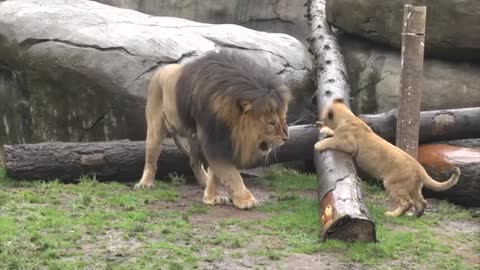 Lion cubs meet dad