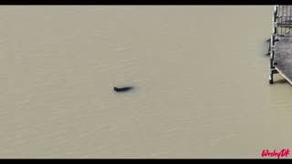 Seal swimming in Coorong Quays