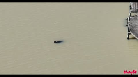 Seal swimming in Coorong Quays