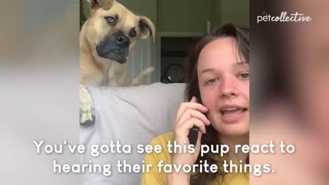 A 30-minute comedy dog challenge called "Try Not to Laugh."