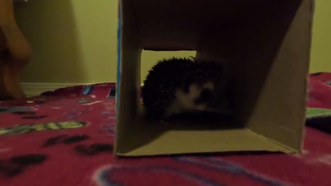 Stickers the Shy Hedgehog