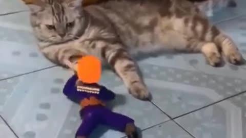 Funny cat playing instrument