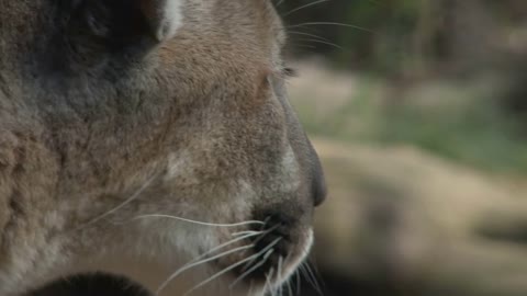 Mountain Lion On The Hunt