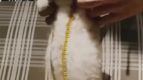 Arabic kitten 🤣