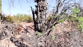 Saguaro cacti suffering under Arizona's extreme heat