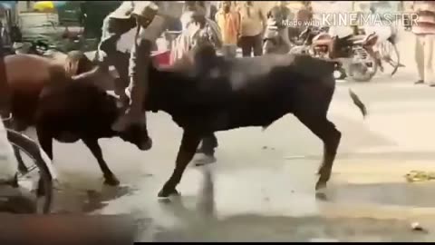 A bull butts a person crazy moment