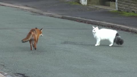 fox and cat playing together