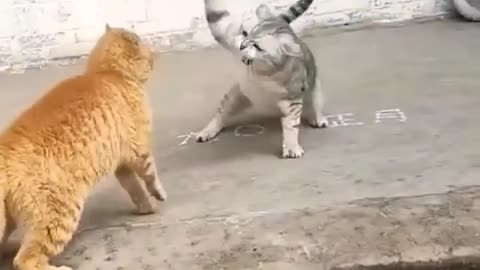 Cat fight.... 😂😂😂😂😂😂😂😂😂... #shorts #funny #cat