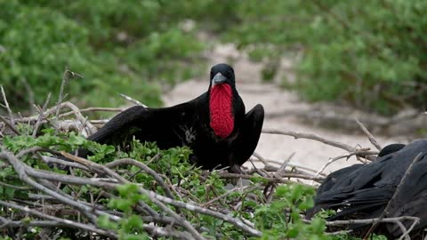 Beautiful Bird