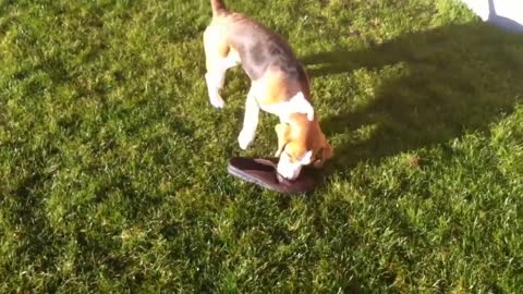 Bad Dog Crimes in 90 Seconds. This is one Bad Beagle!