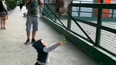 A giraffe made the day of this kid.