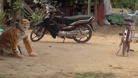 Fake tiger prank to dog