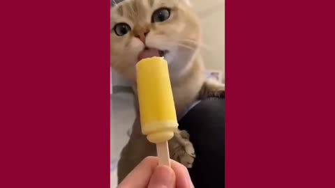 Cute cat meow video