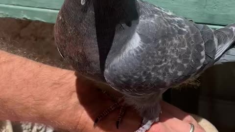 Adolescent pigeon almost ready to leave the nest