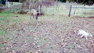 Excited puppy gets zoomies with Great Dane
