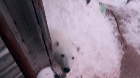 baby! Feeding the polar bear.