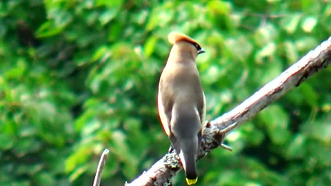 Cedar Waxwing