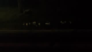 #Ducks At #Night https://youtube.com/shorts/HnfJMxYxpIM?si=_ulr_QF3JMA0kZG5