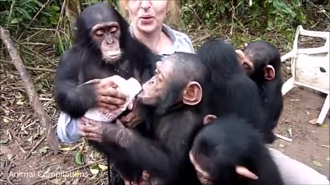 BABY CHIMPANZEES QUTE VIDEOS #BABYQUTECHIMPANZEES