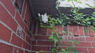 Loving the Extremely Hardy White Iceberg Climbing Rose. 04/22/2024