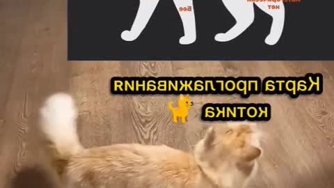 Feline Funtimes: A Video Compilation of Hilarious Cat Antics