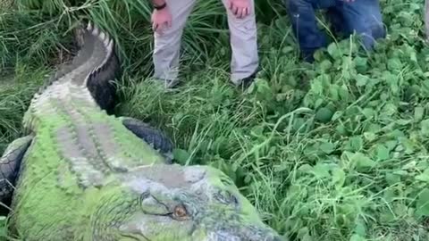 Monster crocodile eating