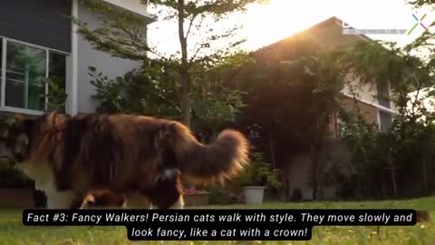 Persian Cat -- Persian Cat Facts -- Bangbox Online #persiancat #persiancatfacts