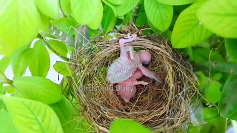 The_baby_cuckoo_came_out_of_the_nest_and_what_did_he_do____Birds_and_baby