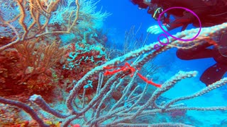 Exploring the Depths: Diving Blackrock Reef in Roatán's West End second video with gopro 8 and DJI