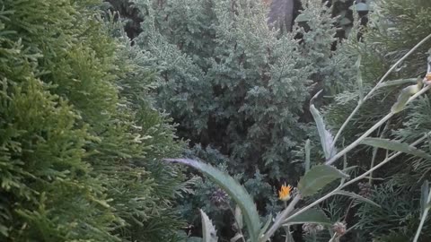 Junipers, wild stone, grass