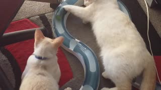 Lazy twin brothers play with the same toy