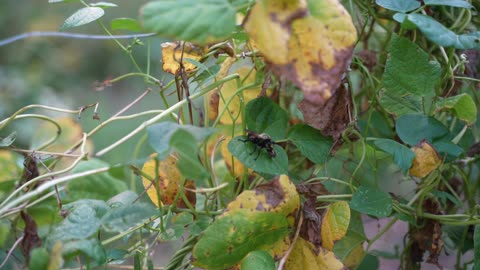 What is this thing? Bee or some kind of fly? Bee-Mimicking Robber Fly? Jeff Goldblum?