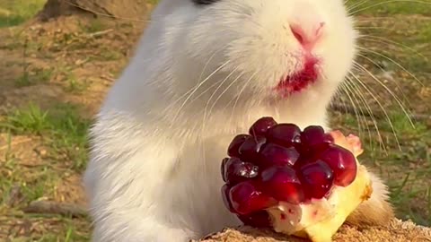 Beautiful Rabbit Eating Food 🍓🍒🍇🍏