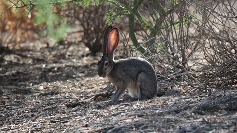 Black-tailed Jackrabbit